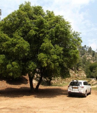 אלון מצוי גדול בצומת המוביל לעין נקופה. צילם: יעקב שקולניק