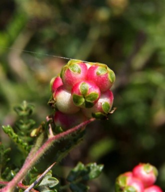 קור עכביש מתוח על פרי של סירה קוצנית. צילם: יעקב שקולניק
