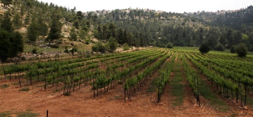 כרם מכרמי האזור. צילם: יעקב שקולניק