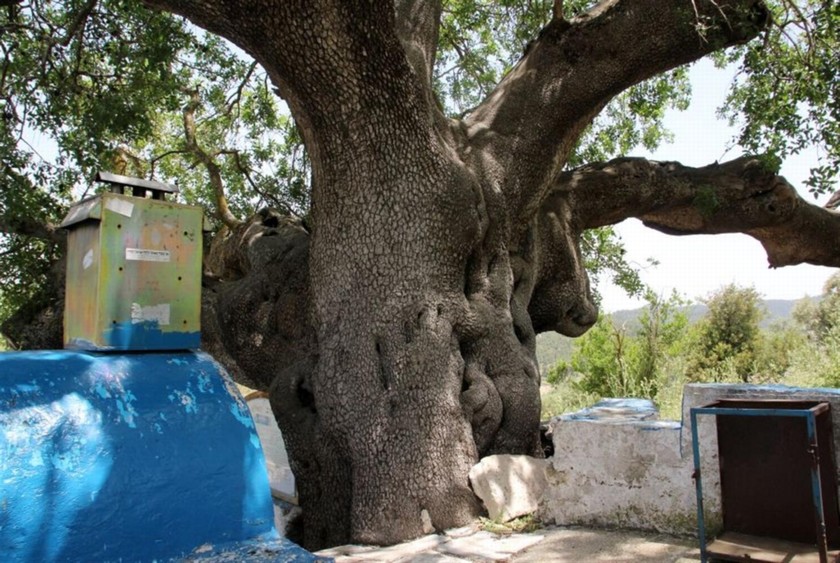 מהעצים המרשימים בישראל. האלה של רבי טרפון. צילם: יעקב שקולניק