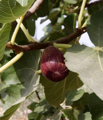 תאנה בשלה בבוסתן עין כרם. צילם: יעקב שקולניק