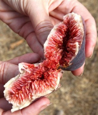 תאנה עסיסית, מיבול הבוסתן בנחל עין כרם. צילם: יעקב שקולניק