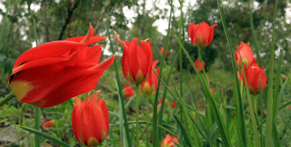 מסלול טיול ליער קדימה. צילום: יעקב שקולניק
