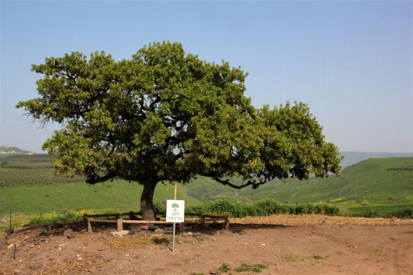 העץ של גולני. צילם: יעקב שקולניק