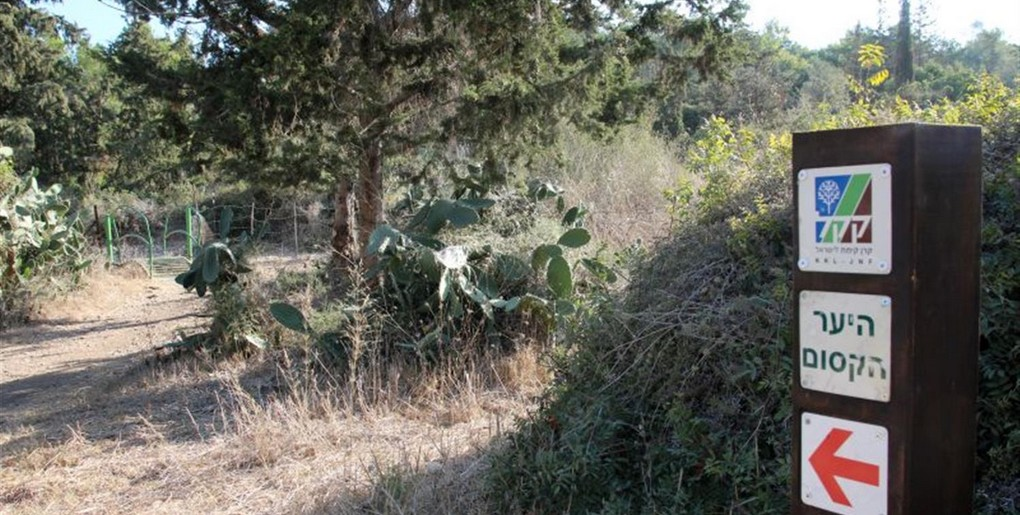 מסלול שביל היער הקסום ביער חוף הכרמל. צילום: יעקב שקולניק