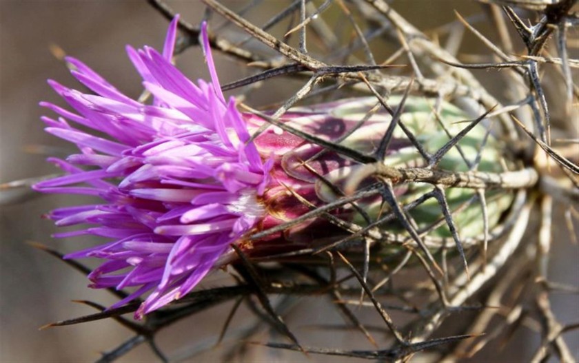 חורשף מצויץ פורח ביער בסתיו. צילם: יעקב שקולניק