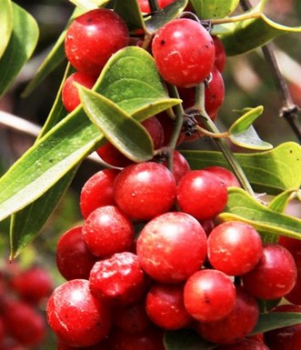 פירות של Smilax aspera. צילם: יעקב שקולניק