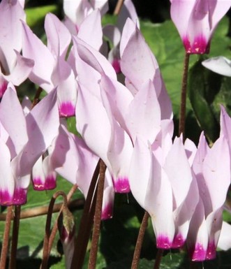 רקפת מצויה פורחת ביער בחורף. צילם: יעקב שקולניק