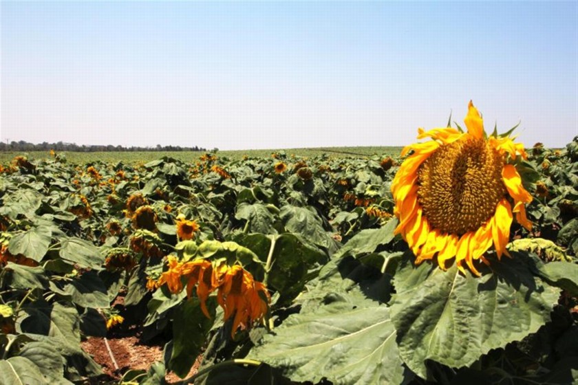 בראשית הקיץ יש סיכוי ליהנות ממראה שדות החמניות. צילם: יעקב שקולניק