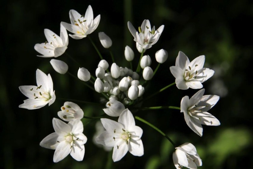 שום משולש. פורח בחורף בנחל ברק. צילום: יעקב שקולניק