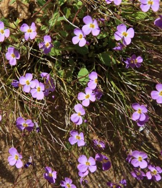 מרסיה יפהפייה, מפרחי החולות ליד מאגר שקמה. צילם: יעקב שקולניק
