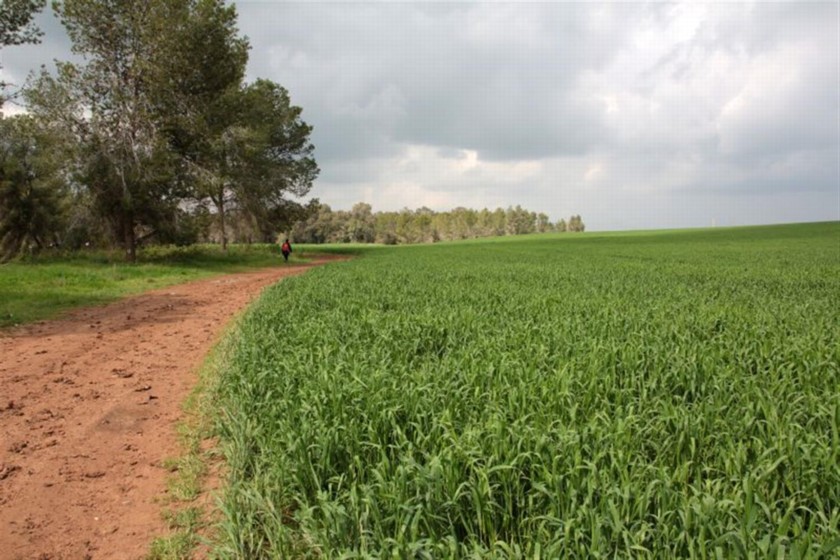 שדה חיטה בדרך לתל נגילה. צילם: יעקב שקולניק