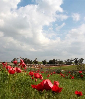 כלניות פורחות בשמורת פורה. צילם: יעקב שקולניק