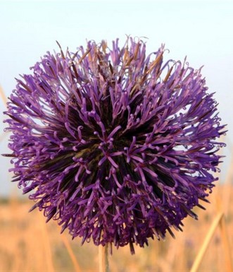 Echinops gaillardoti. צילם: יעקב שקולניק