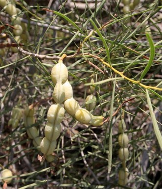 שיטה ארוכת עלים. נפוצה ביער שווייץ. צילם: יעקב שקולניק