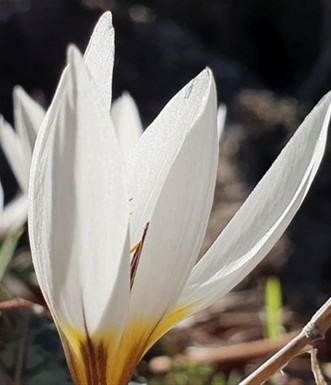 כרכום חורפי. פורח במסלול בדצמבר. צילם: יעקב שקולניק