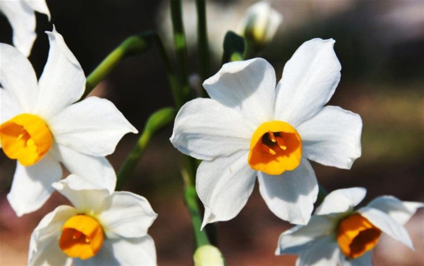 נרקיס מצוי. פורח במסלול בדצמבר. צילם: יעקב שקולניק