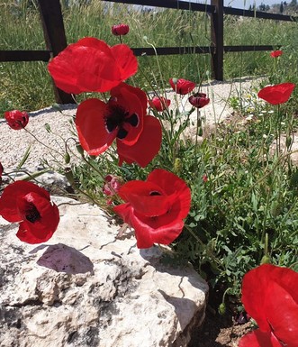 פרגים ביער גוברין. צילום: טלילה ליבשיץ