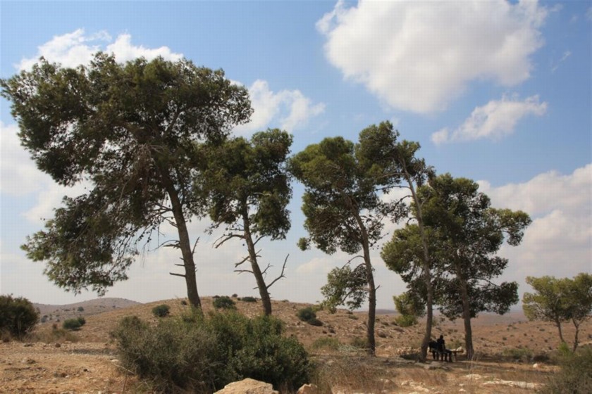 ספסלים בצל עצי אורן. צילום: יעקב שקולניק