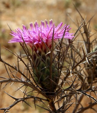 חורשף מצויץ. פורח בסוף הקיץ ליד המגדל. צילום: יעקב שקולניק