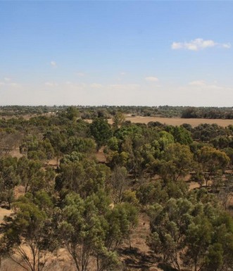 יער כיסופים. צילם: יעקב שקולניק