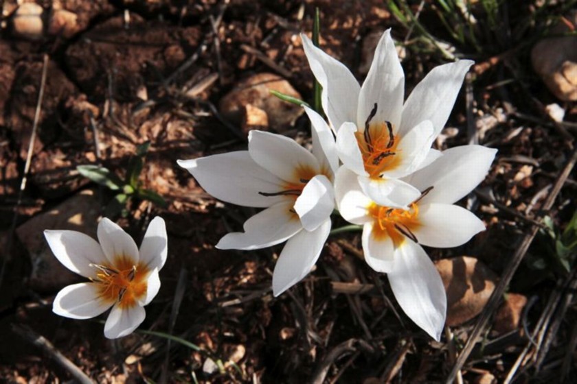 Crocus hyemalis - בר גיורה. צילם: יעקב שקולניק