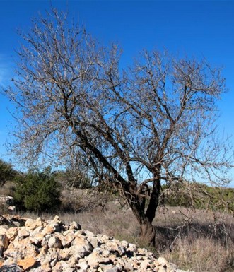 עץ שקד בחורבת דרבן. צילם: יעקב שקולניק
