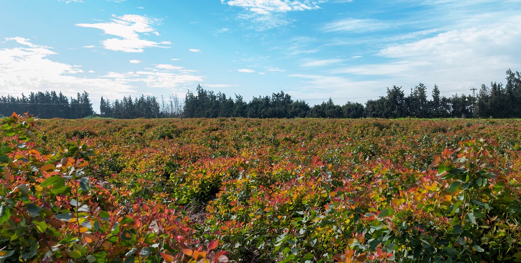 יער חסה. צילום: בוני שיינמן, קקל