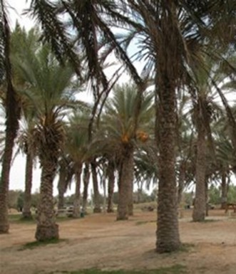 שפע של עצי דקל. צילום: יעקב שקולניק