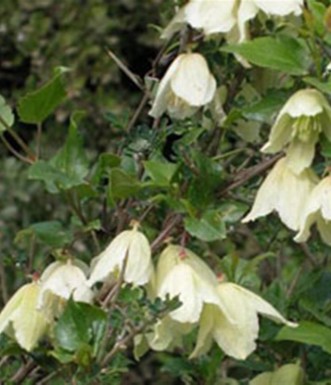 זלזלת הקנוקנות, מתחילה לפרוח בנובמבר. צילום: יעקב שקולניק