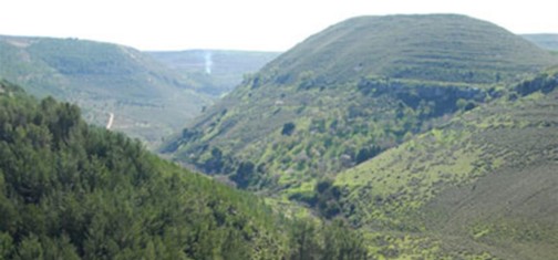 יער ברעם. צילום: אבי הירשפילד, ארכיון צילומי קק''ל