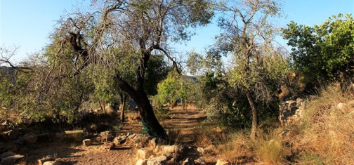 עצי בוסתן. צילום: יעקב שקולניק