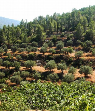 נוף הרי יהודה כפי שנראה משביל הבעל. צילום: יעקב שקולניק