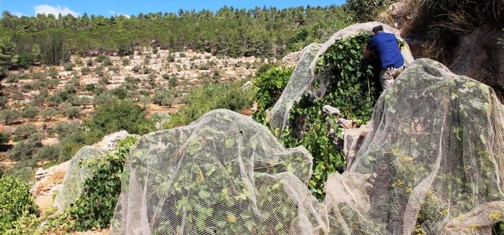 זני גפנים נדירים בגני ההצלה בסטף. צילום: יעקב שקולניק