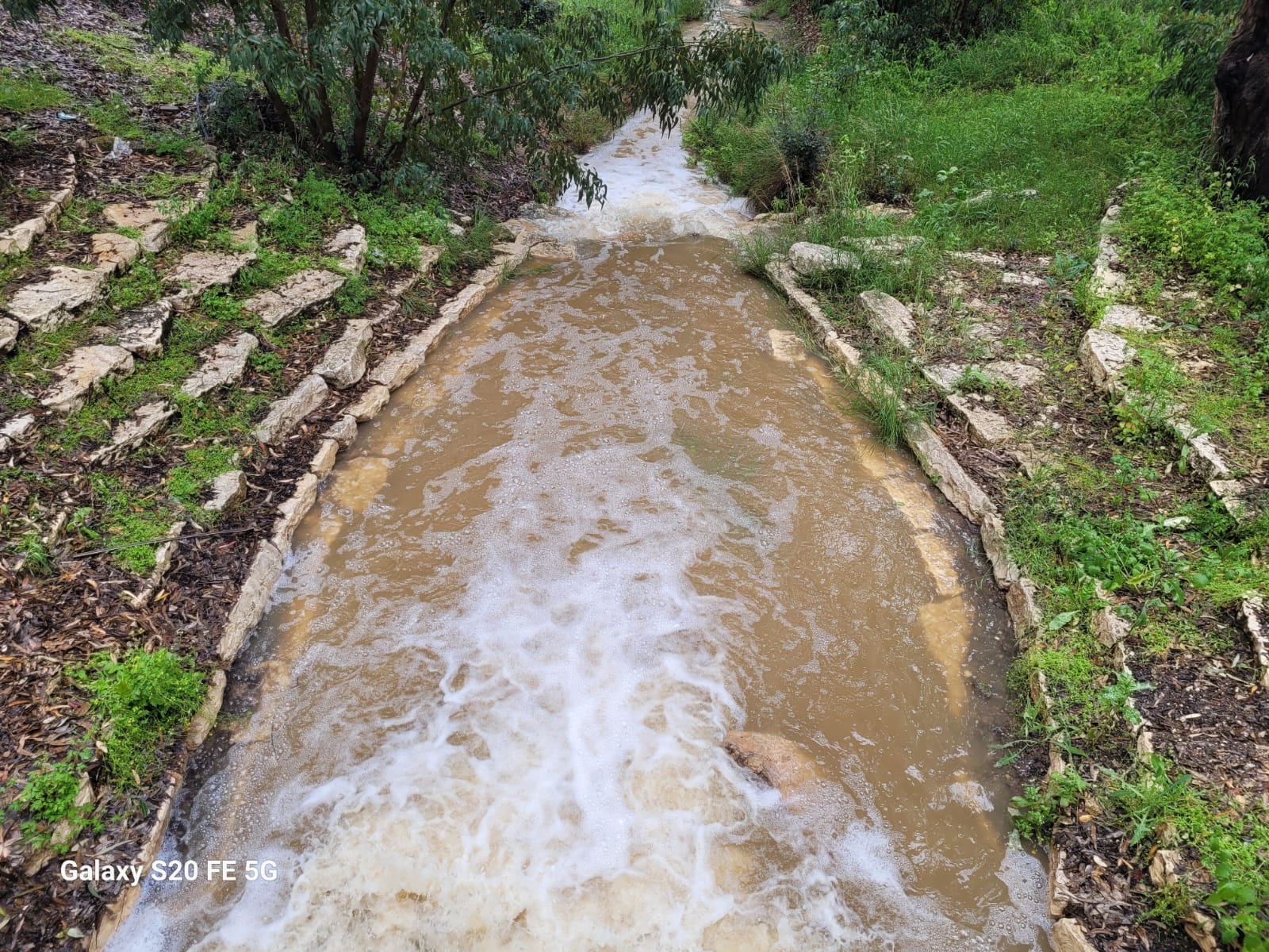 זרימה בעין מסילה, יער אשתאול. קרדיט: מירה זר, קק"ל