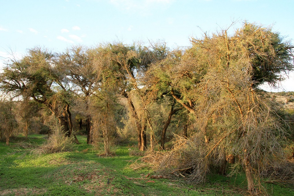 עצי שיטה מלבינה בנחל האלה. צילום: יעקב שקולניק, ארכיון הצילומים של קק"ל