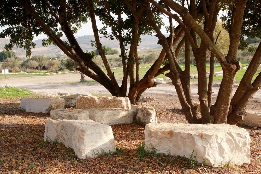 פינת ישיבה בצל עצי חרוב. צילום: יעקב שקולניק, ארכיון הצילומים של קק"ל