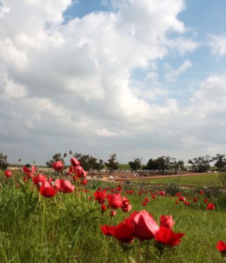 כלניות פורחות בשמורת פורה. צילום: יעקב שקולניק