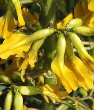 קדד גדול פרי פורח בשמורת פורה. צילום: יעקב שקולניק