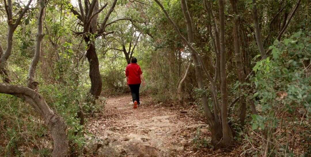 מסלול שביל ח'ירבת עבאס ביער עירון. צילום: יעקב שקולניק