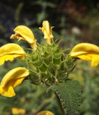 שלהבית דביקה פורחת באביב. צילום: יעקב שקולניק