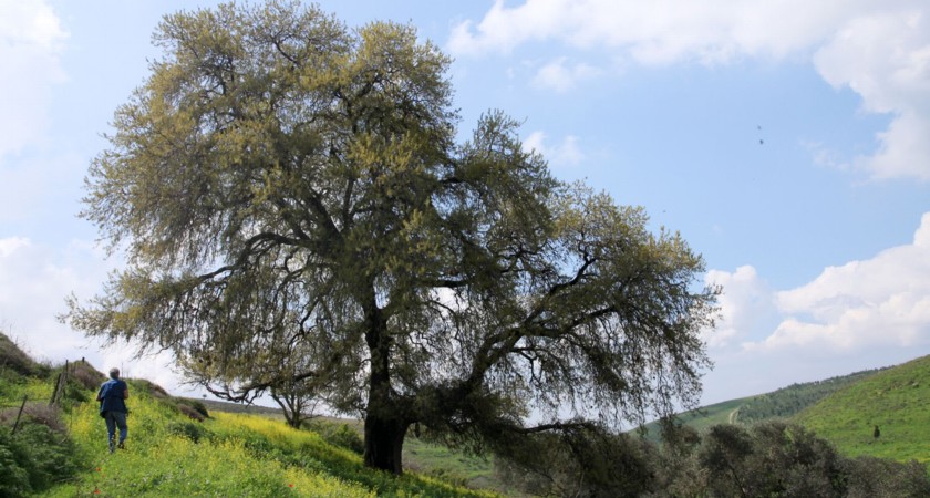 האלון הגדול ליד עין כפר. צילום: יעקב שקולניק