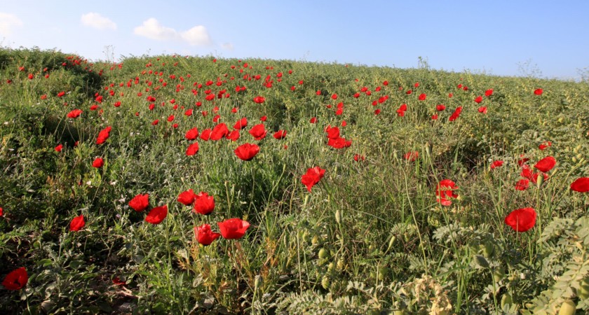 פרגים פורחים בשדה חומוס. צילום: יעקב שקולניק