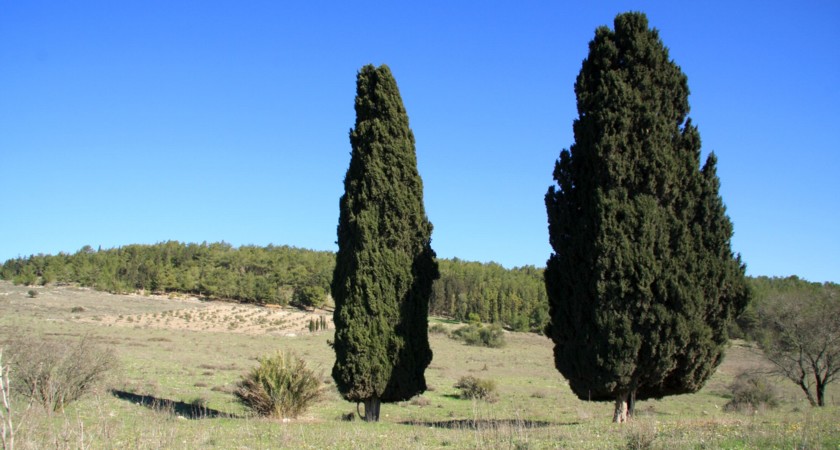 שני הברושים ברמת השניים. צילום: יעקב שקולניק