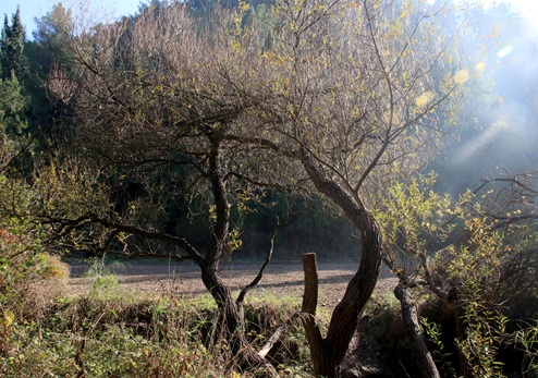 עץ ערבה בחורף. צילום: יעקב שקולניק, ארכיון הצילומים של קק"ל