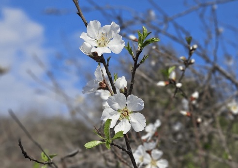פריחת השקדיות ביערות קק"ל: המסלולים המושלמים לטיול חורפי מלא קסם