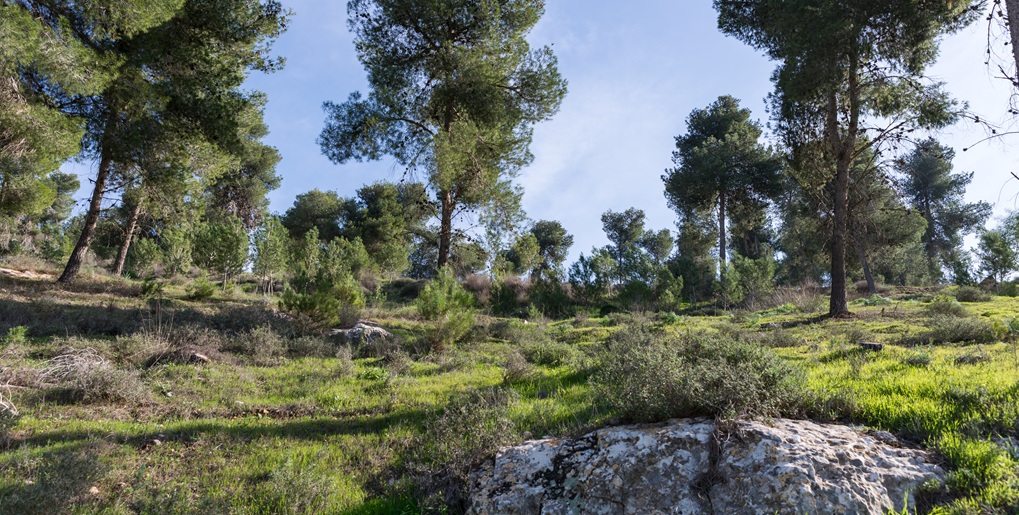 יער להב. צילום: shutterstock