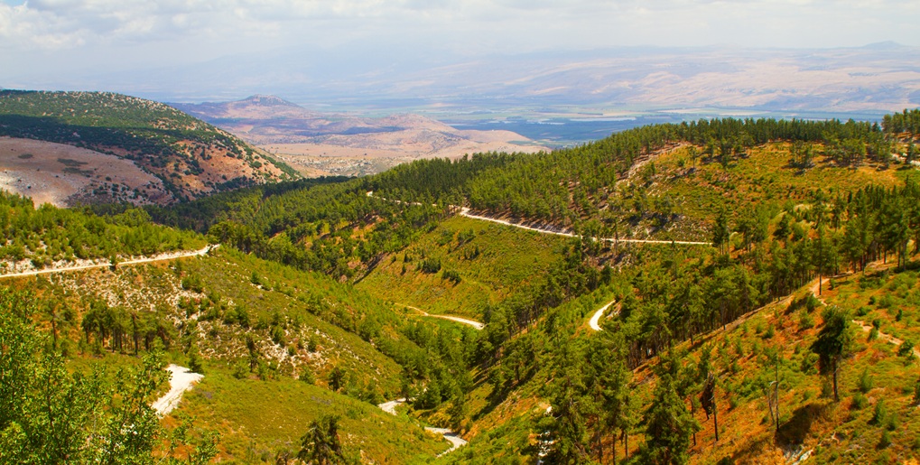 יער ביריה. צילום: shutterstock