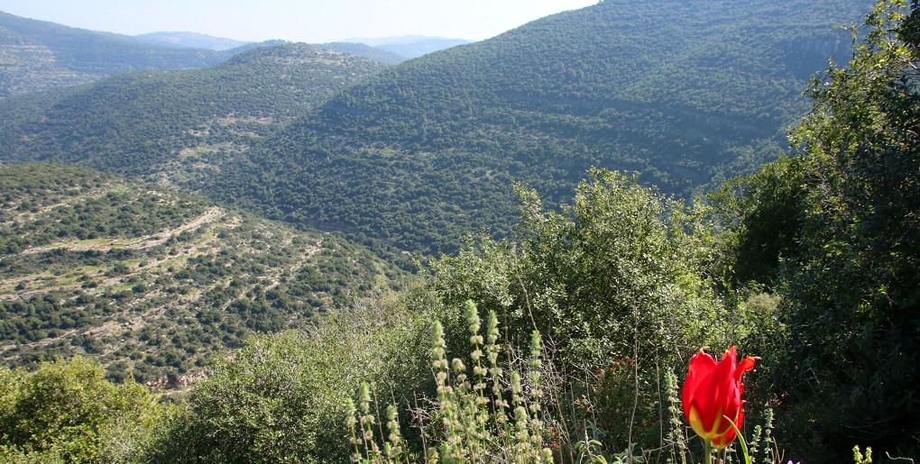 נוף נחל שורק. צילום: יעקב שקולניק, ארכיון הצילומים של קקל