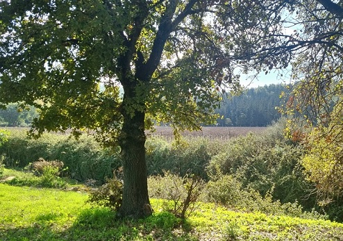 אהבה ביער- המלצות לטיולים ביערות לרגל טו' באב